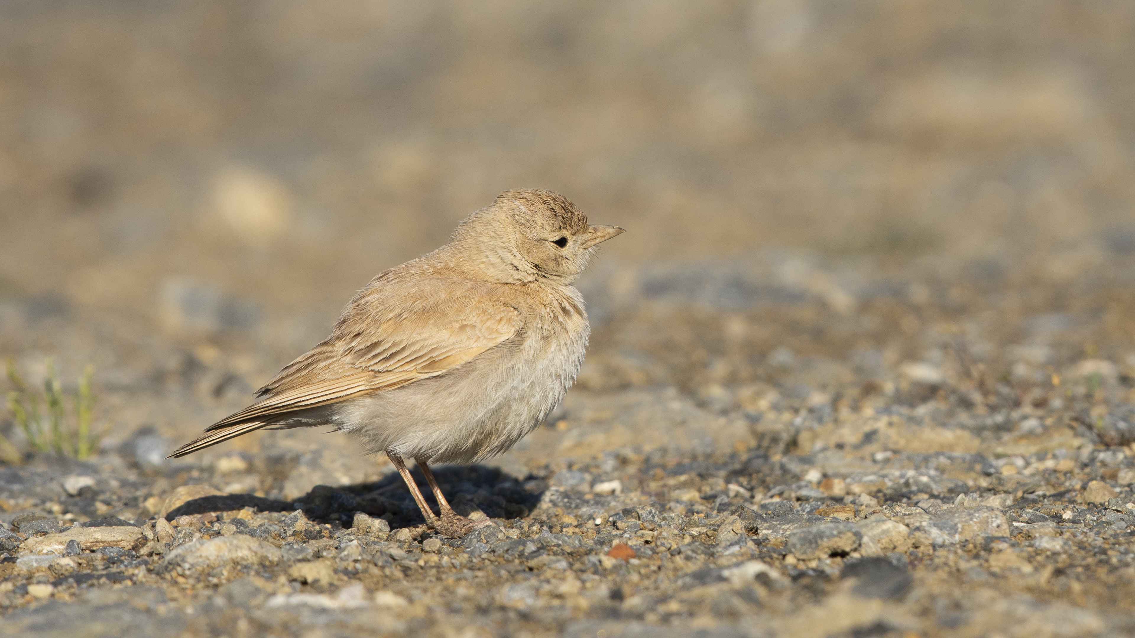 Bar-tailed Lark