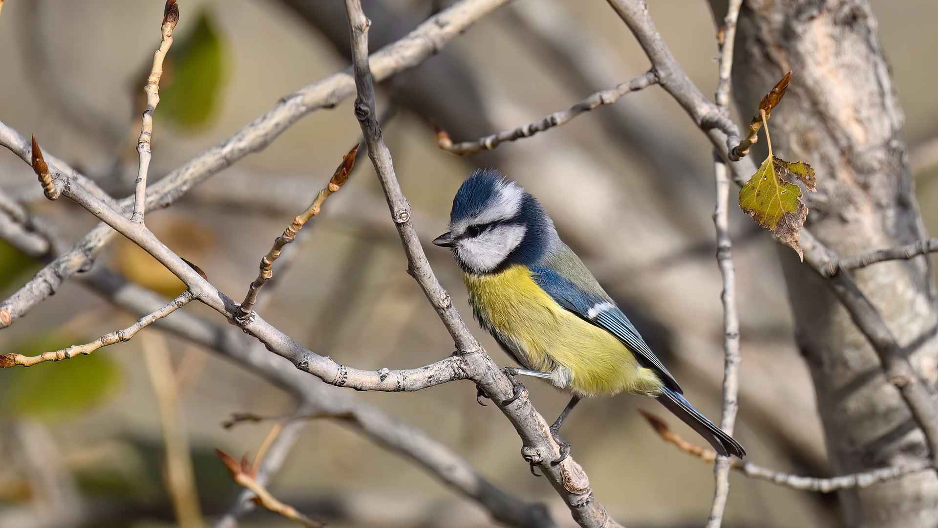 Eurasian Blue Tit