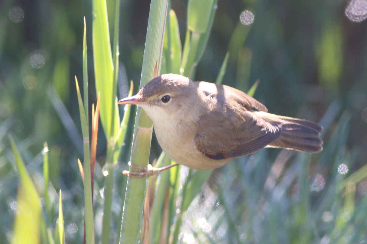 Marsh Warbler