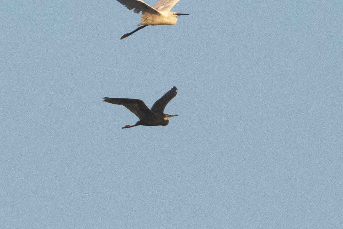 Western Reef-Heron