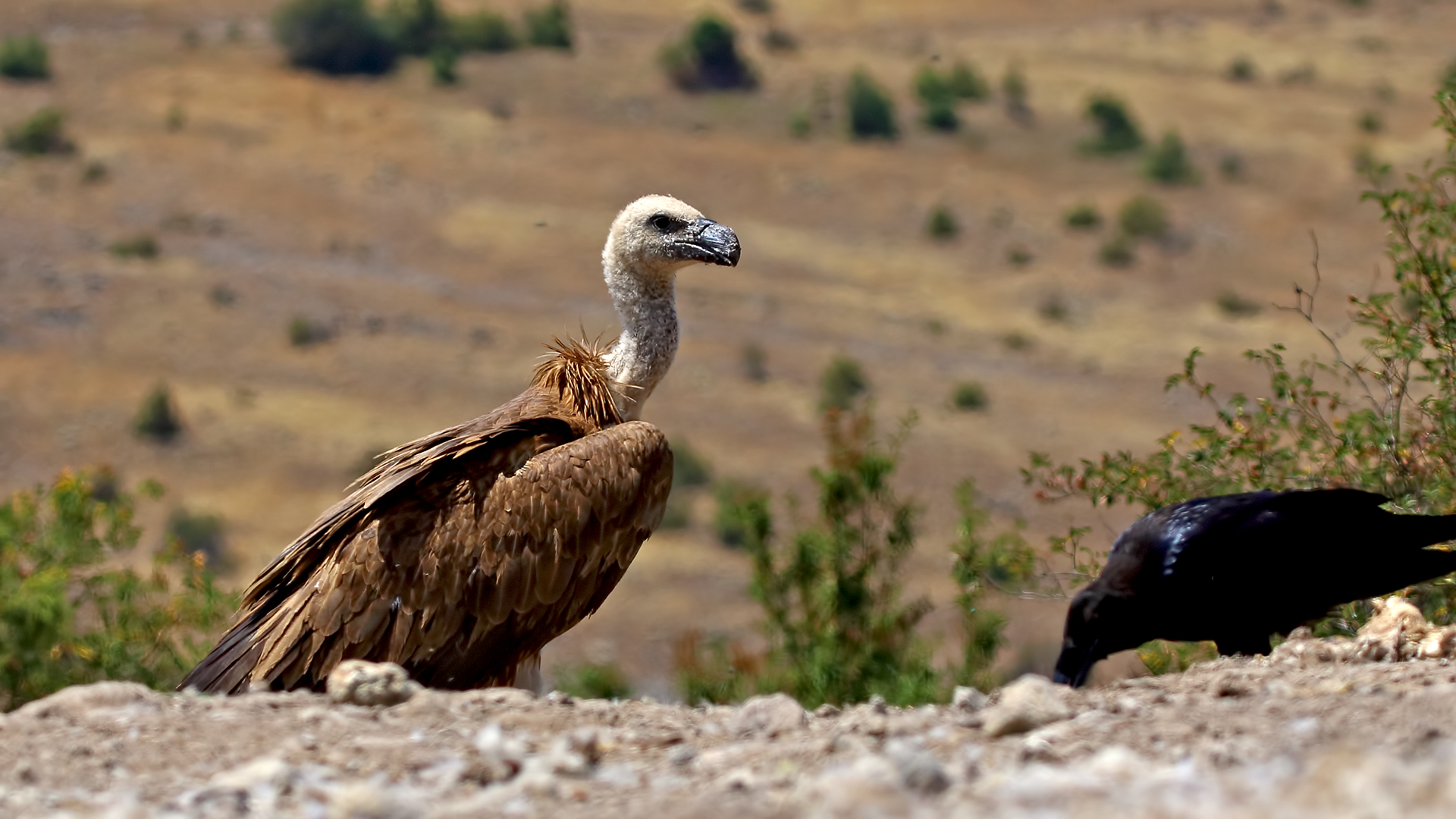 Kızıl Akbaba