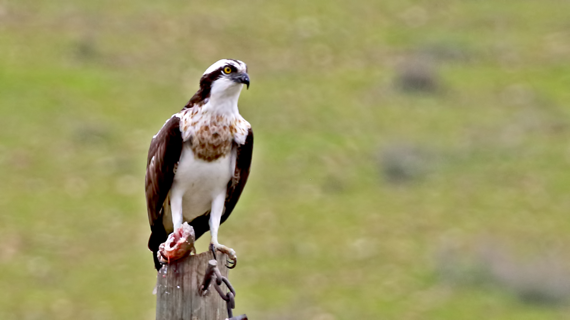 Osprey