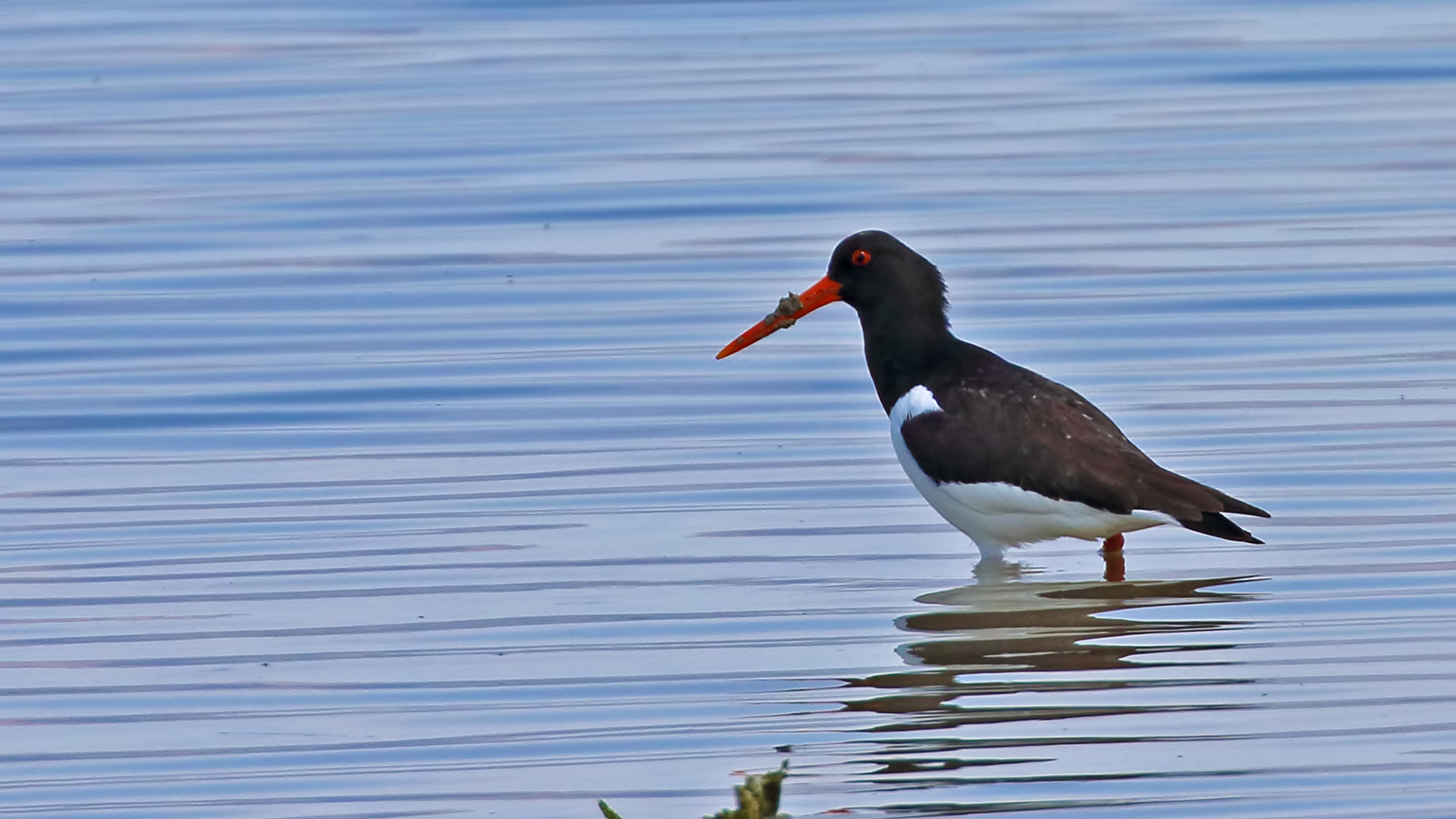 Eurasian Oystercatcher