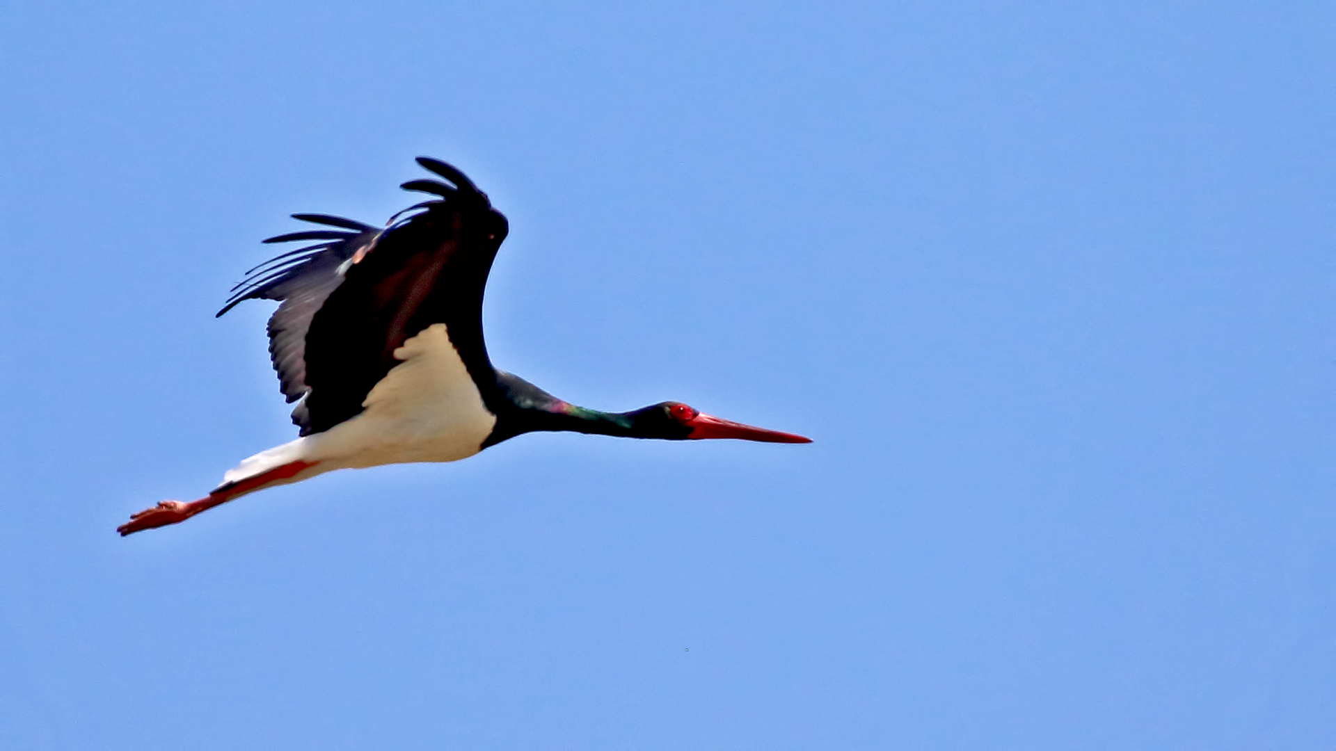 Black Stork