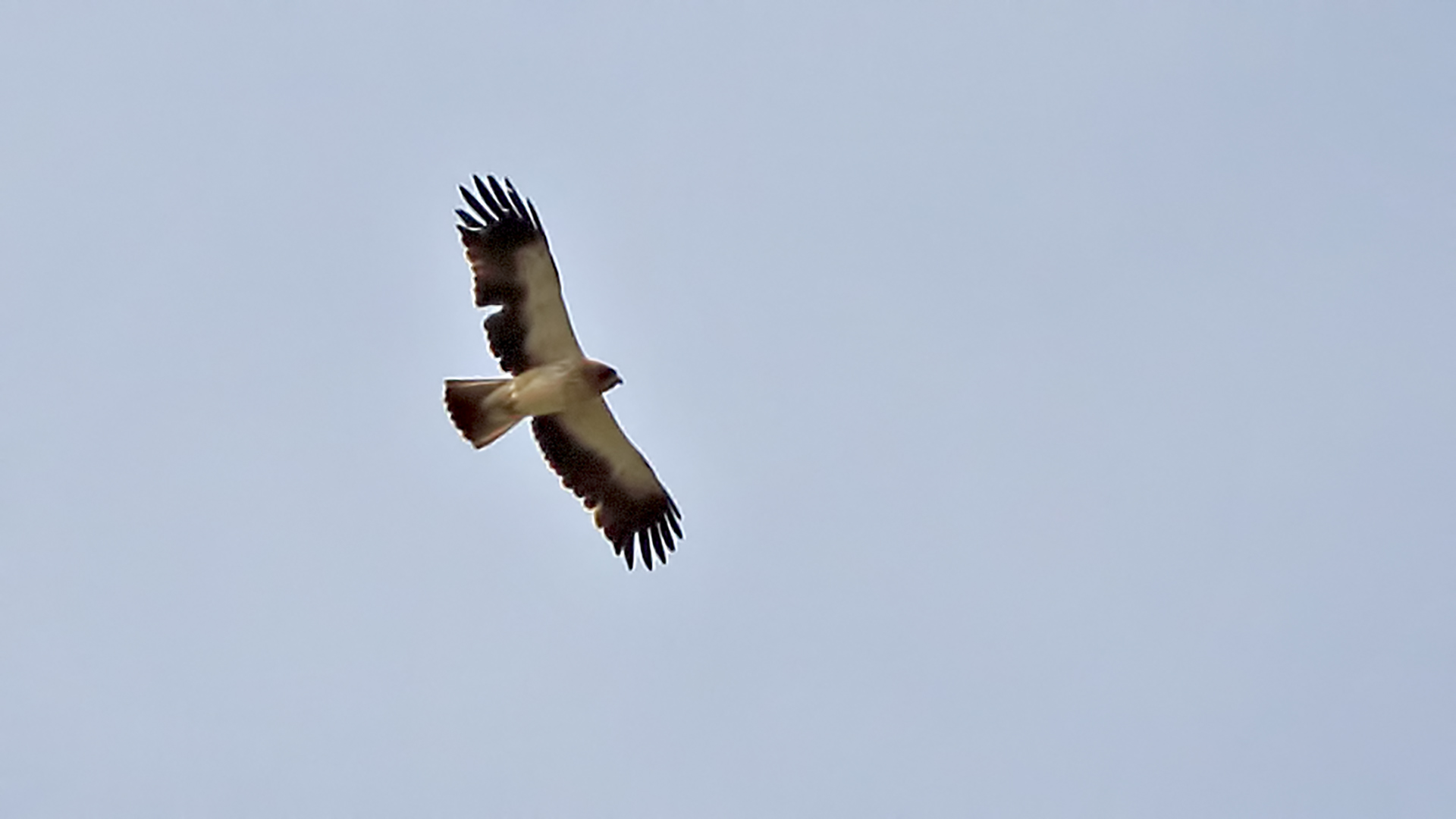 Booted Eagle — Ana fotoğraf