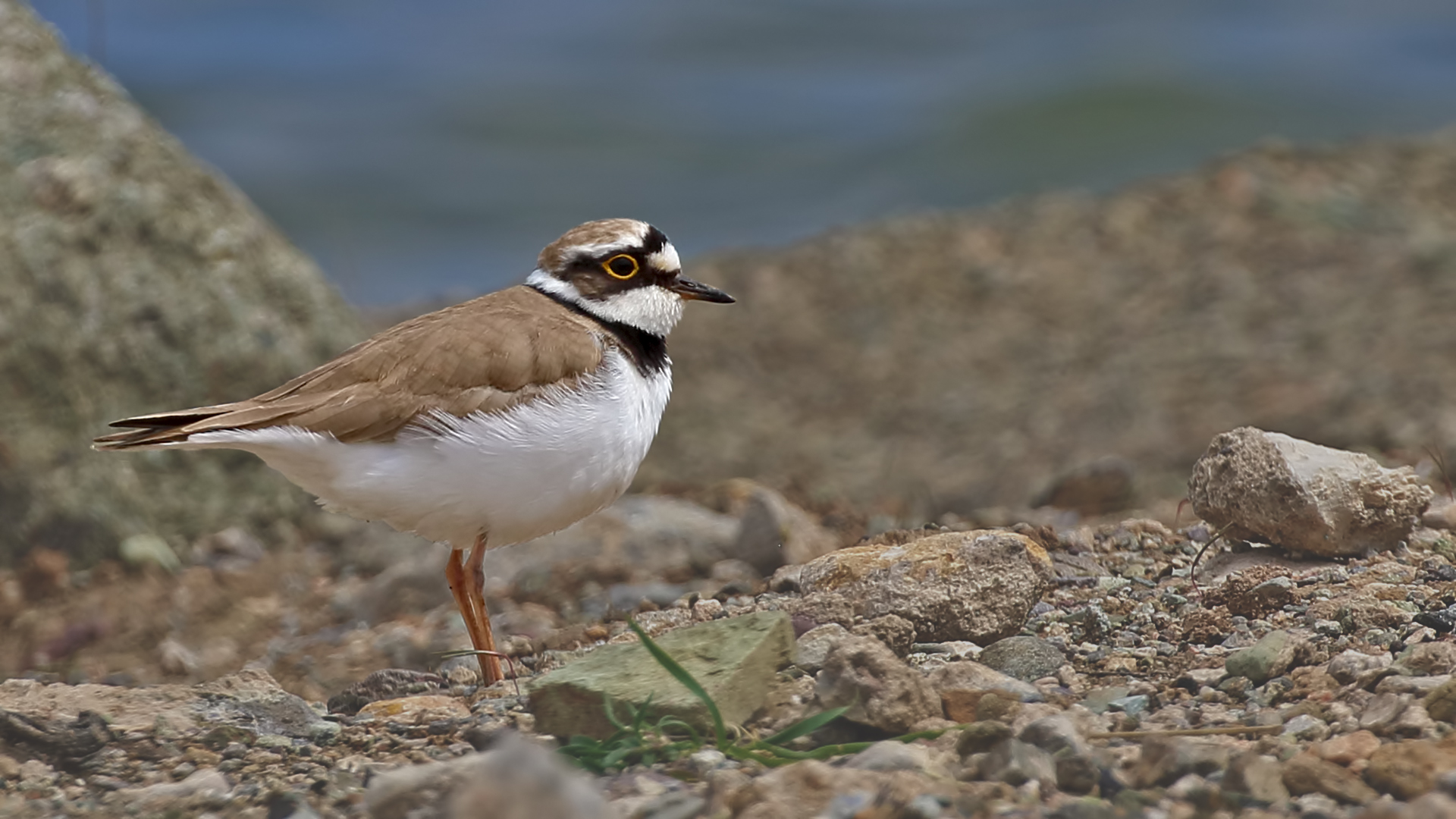 Little Ringed Plover