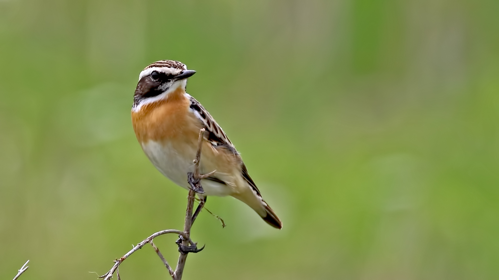 Whinchat