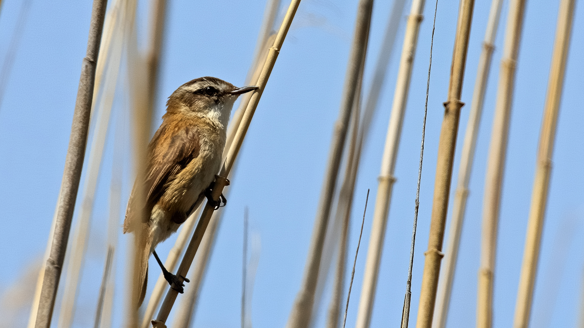Moustached Warbler