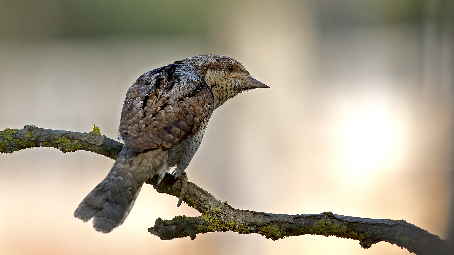 Eurasian Wryneck