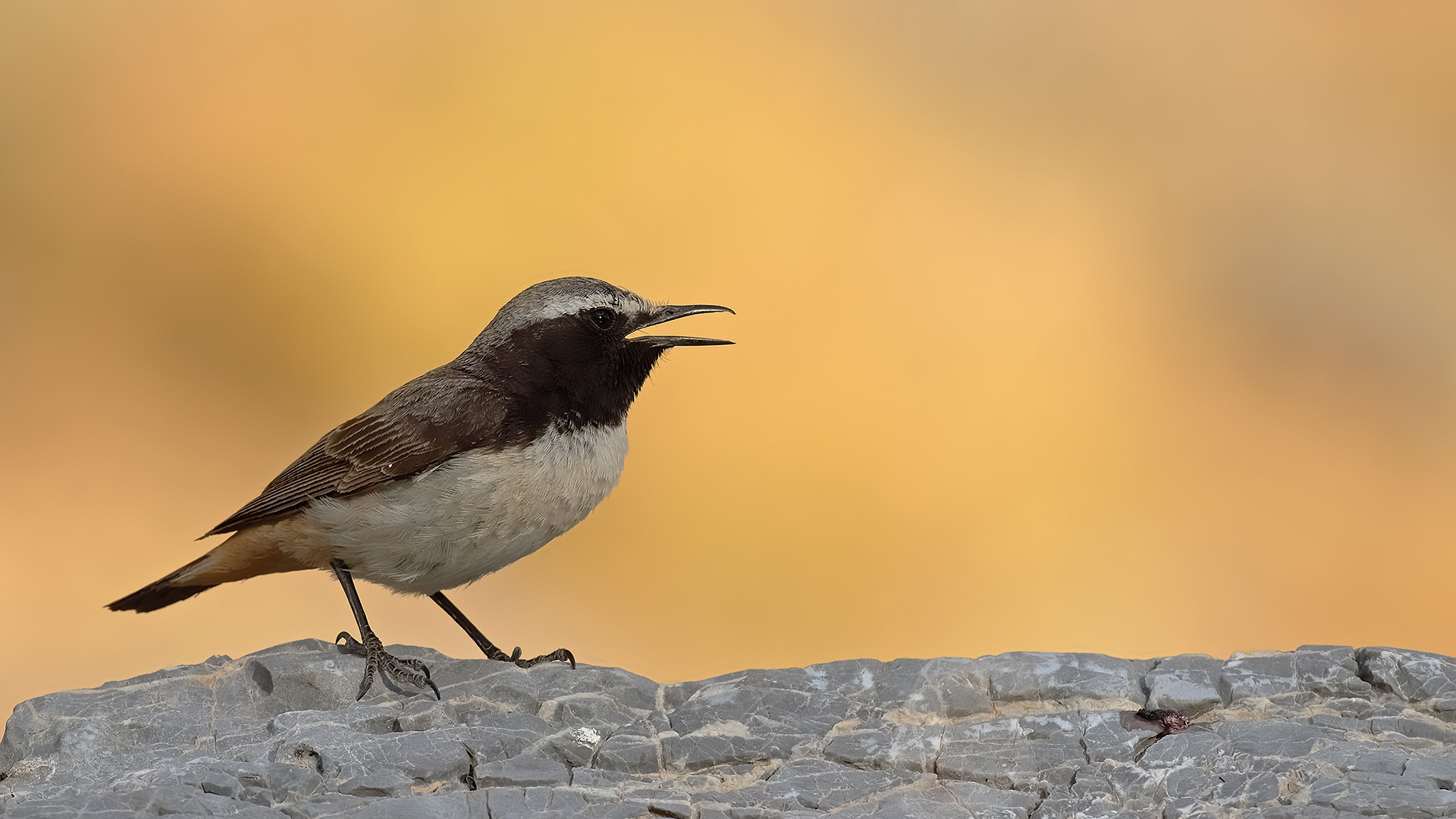 Kurdish Wheatear — Ana fotoğraf