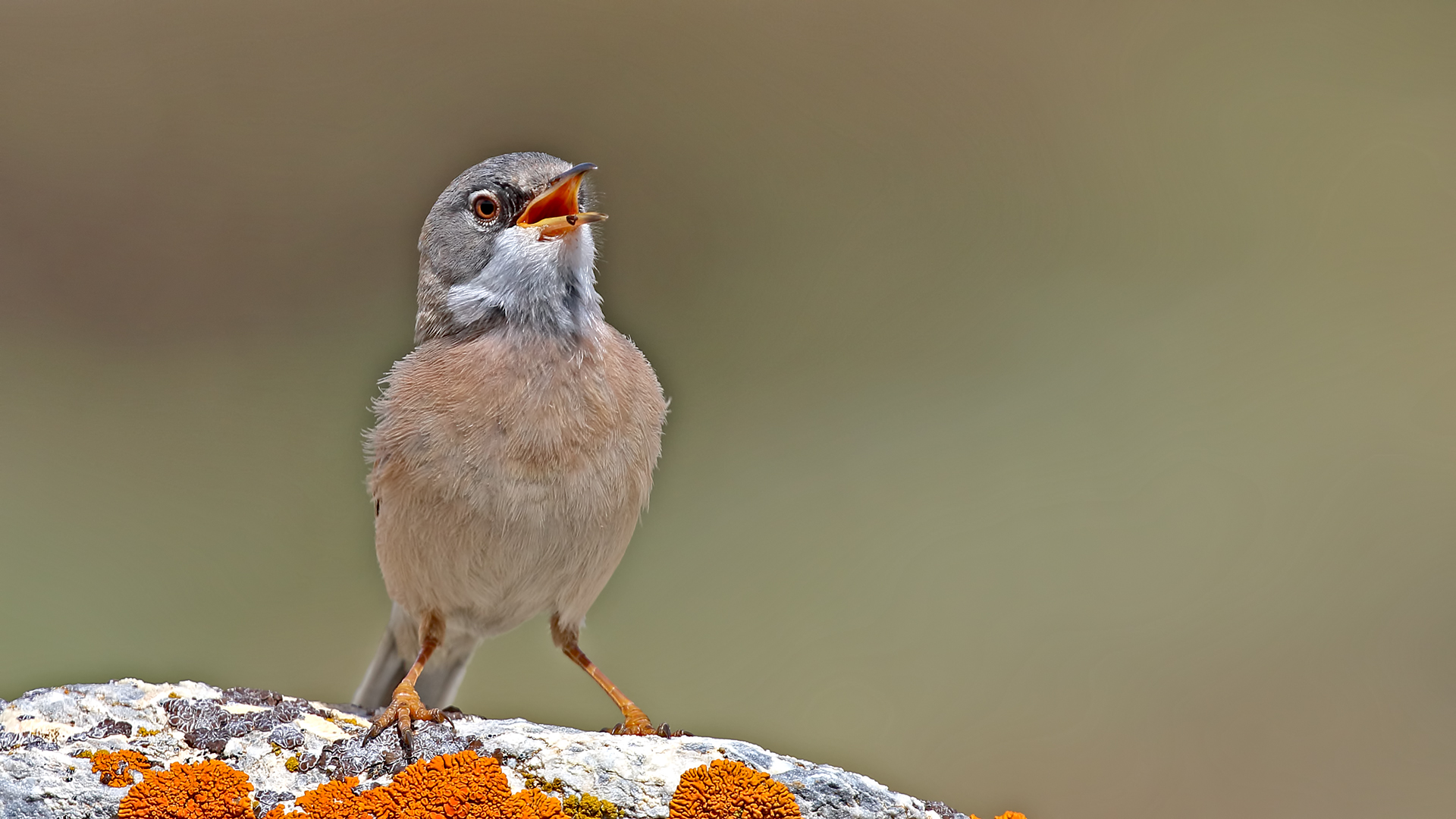 Spectacled Warbler