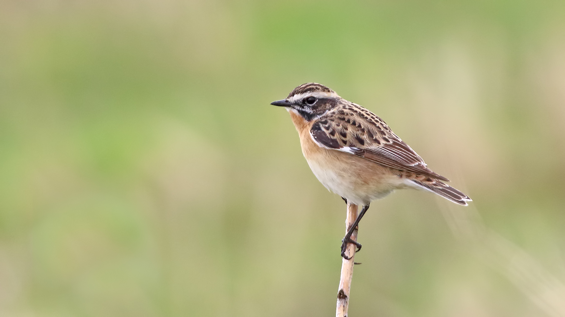Whinchat