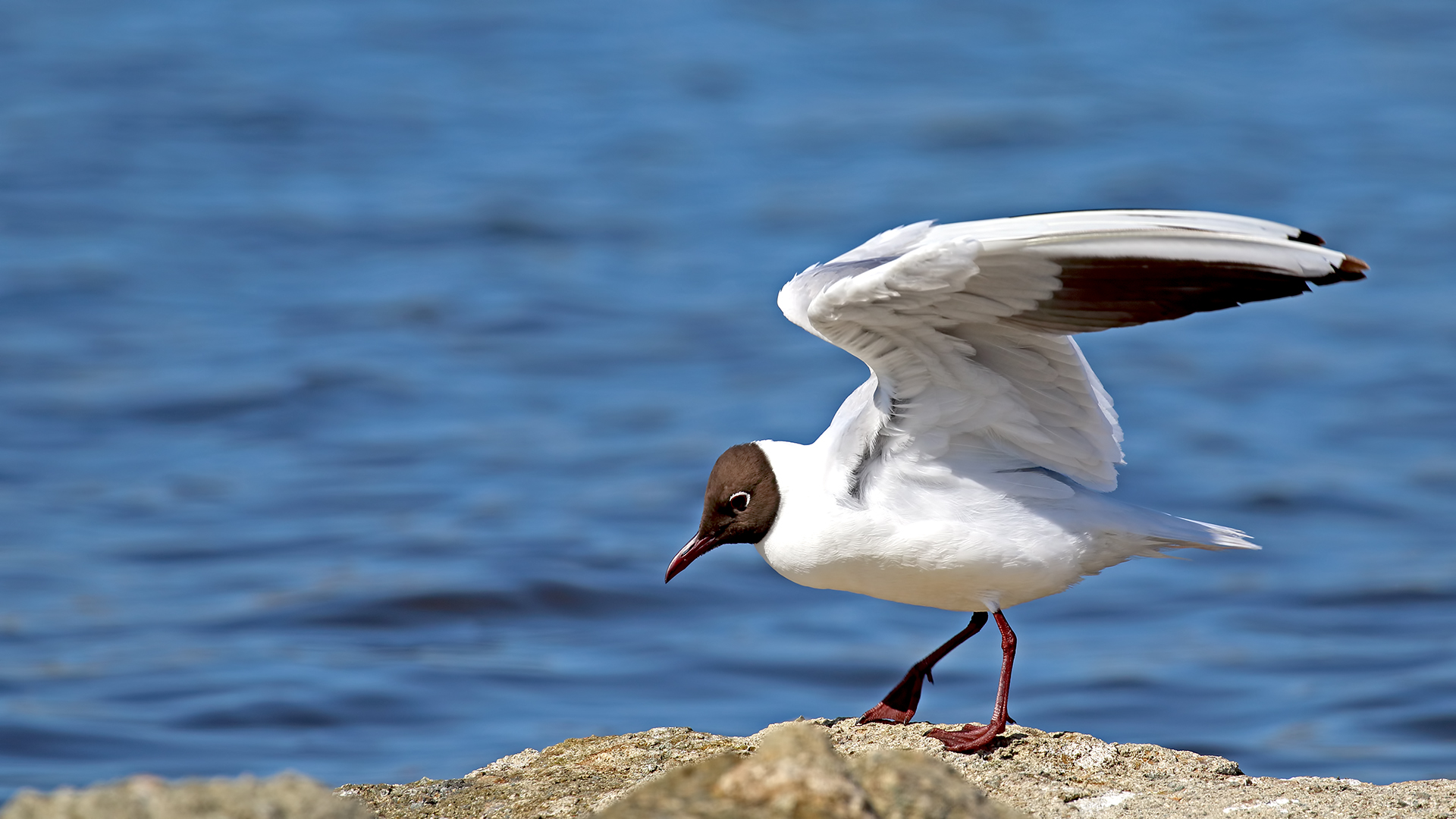 Black-headed Gull — Ana fotoğraf