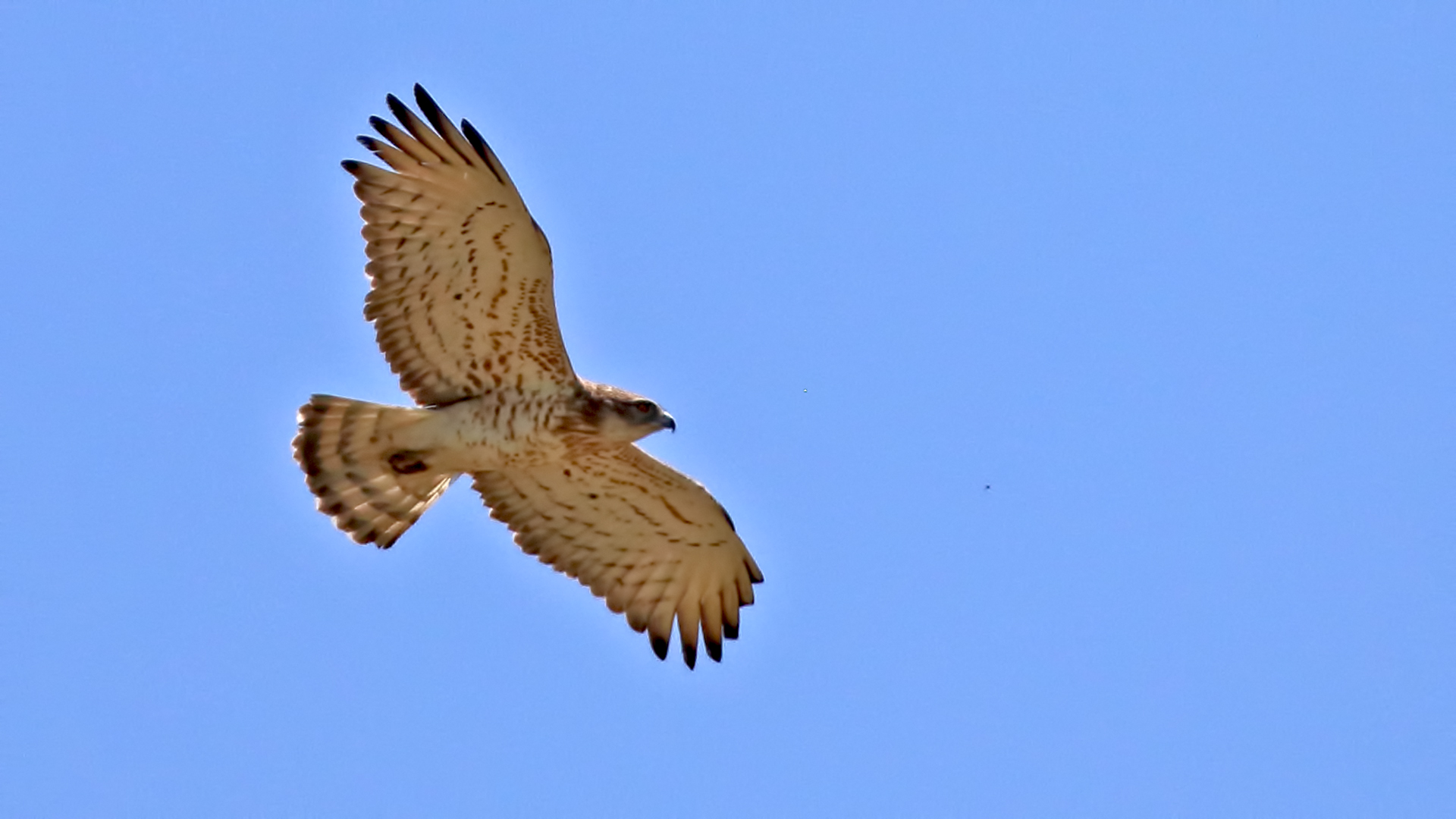 Short-toed Snake-Eagle