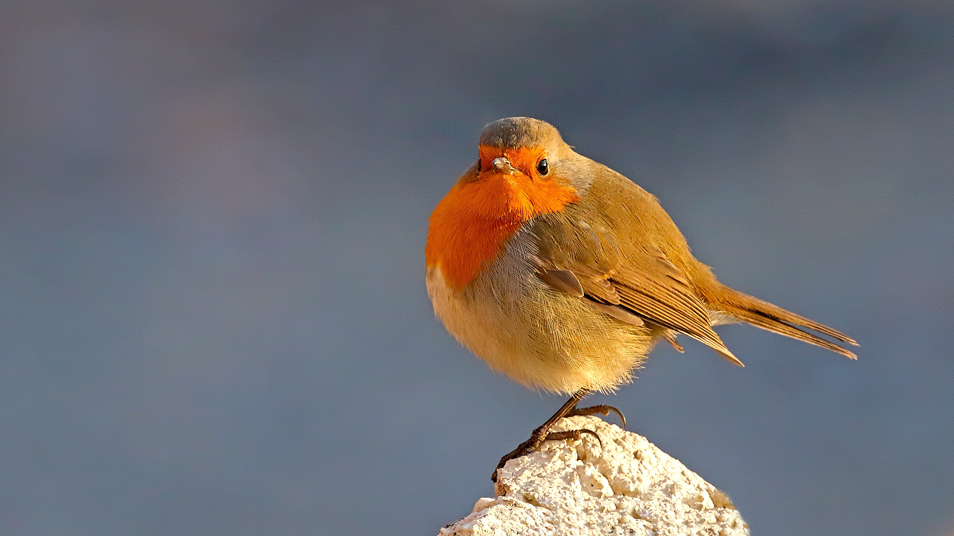European Robin — Ana fotoğraf