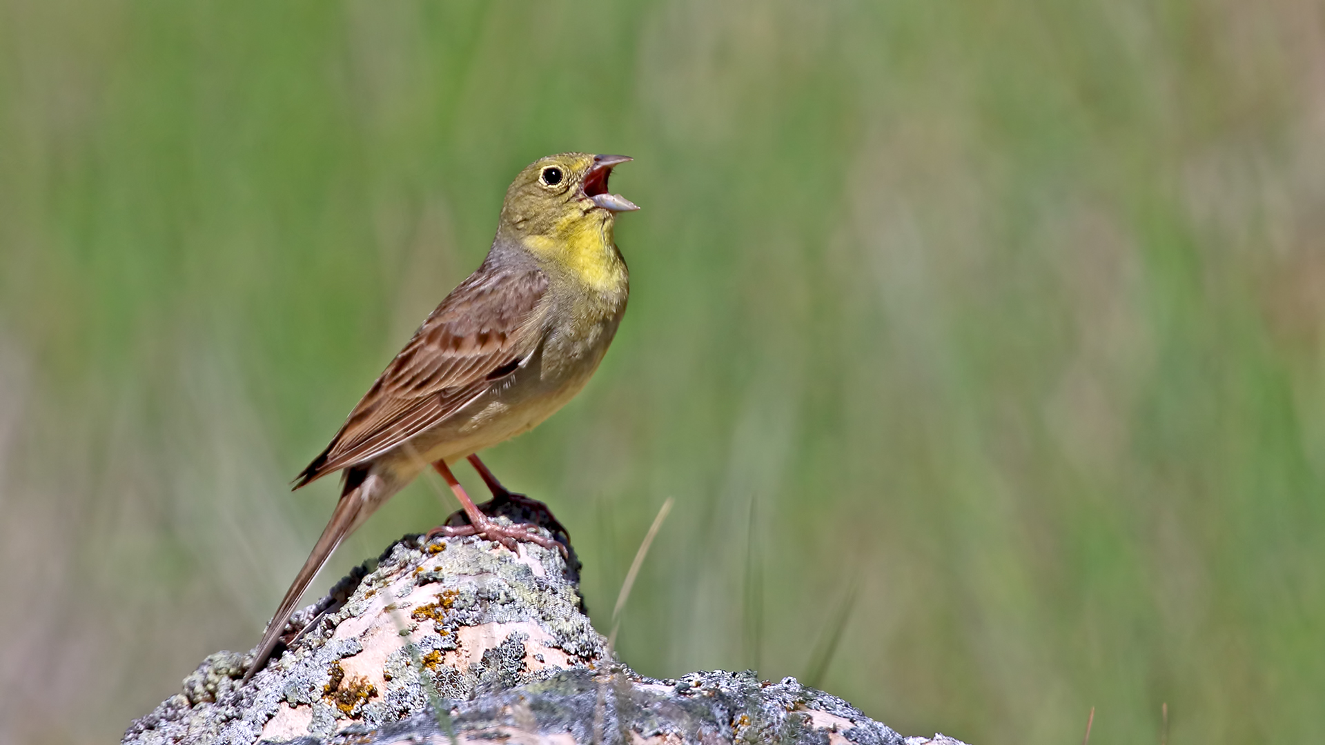 Cinereous Bunting