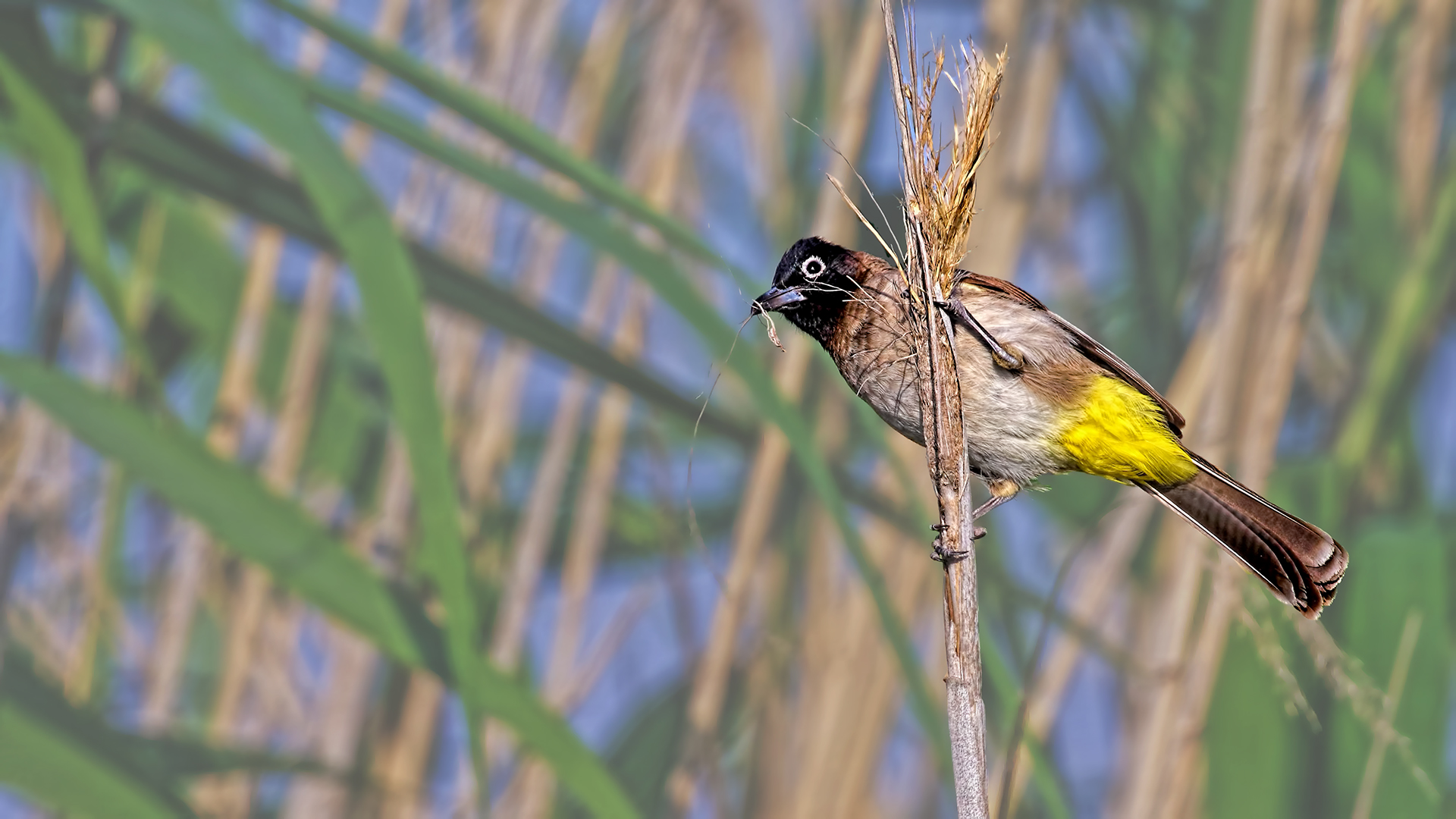 White-spectacled Bulbul — Ana fotoğraf