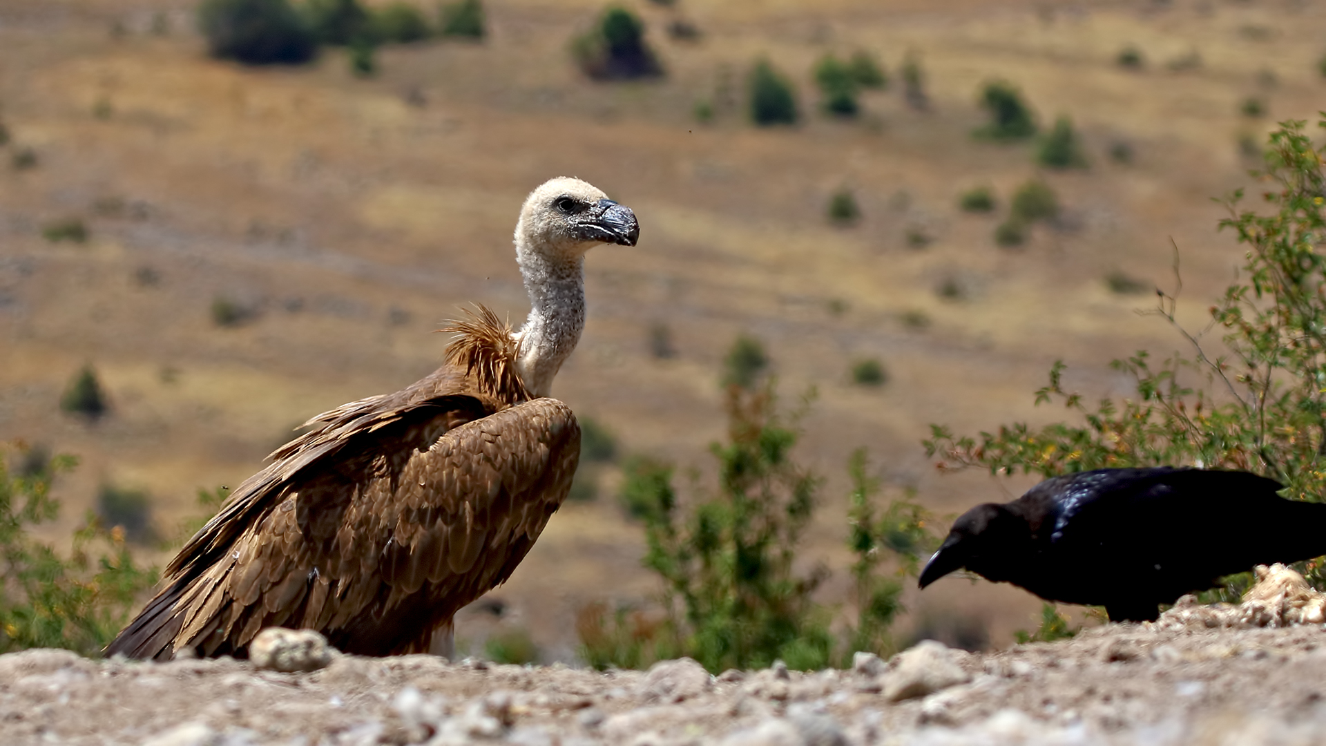 Kızıl Akbaba