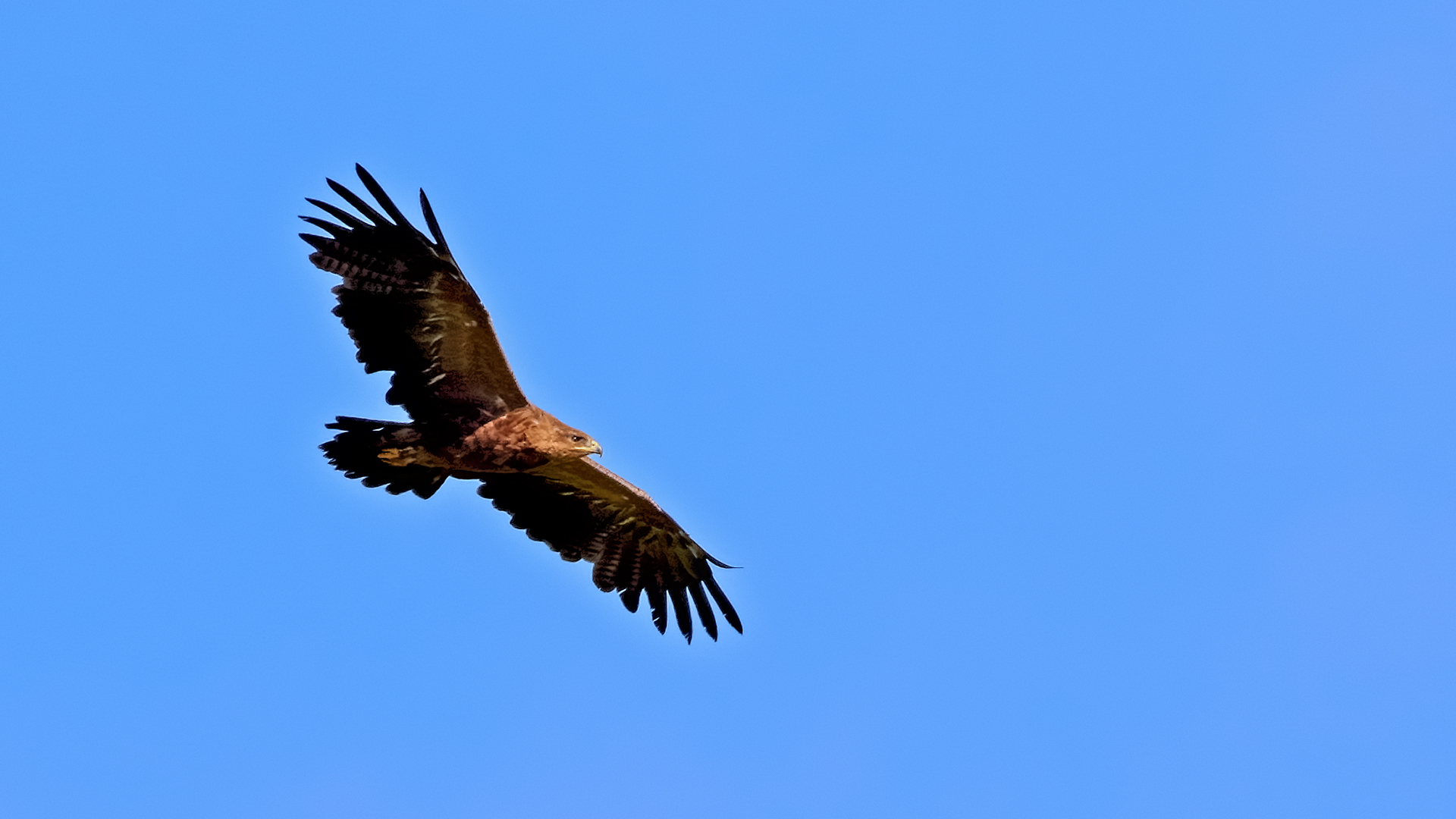 Lesser Spotted Eagle