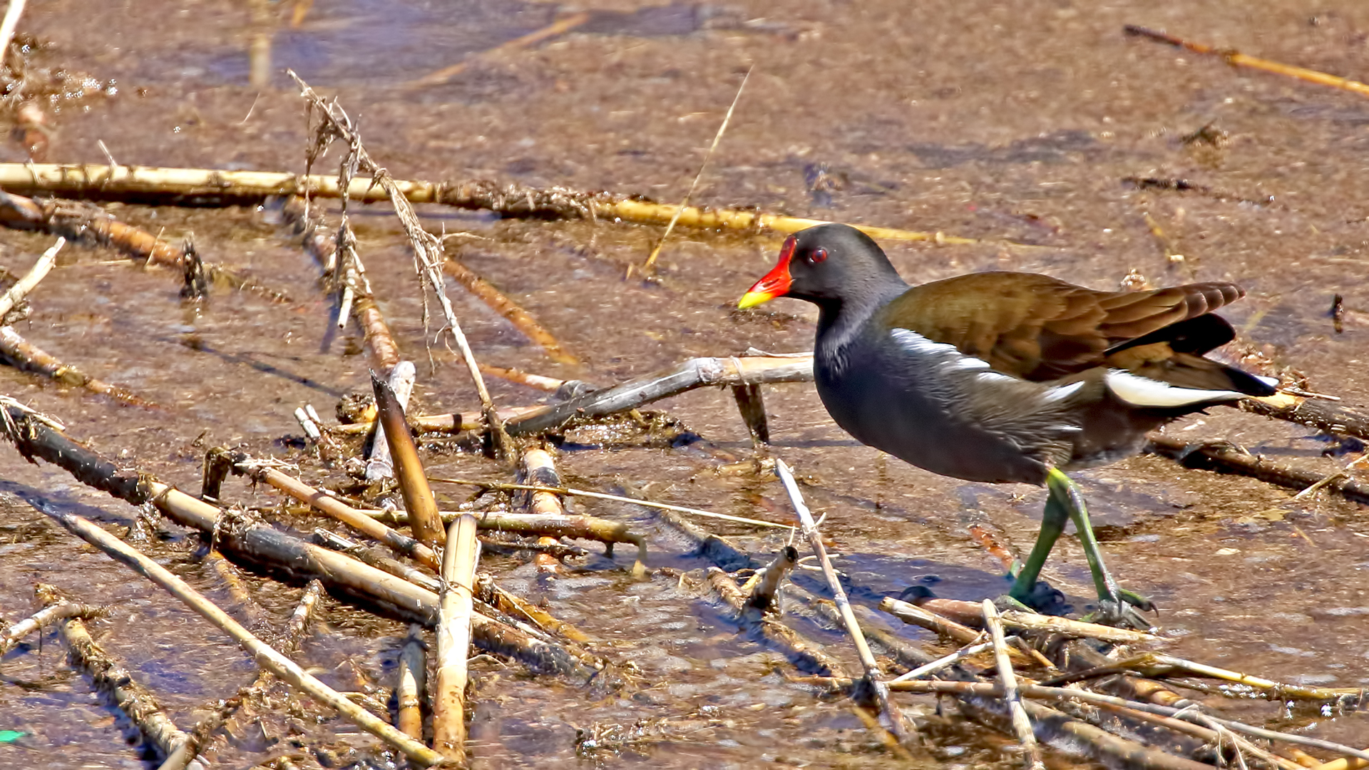 Eurasian Moorhen