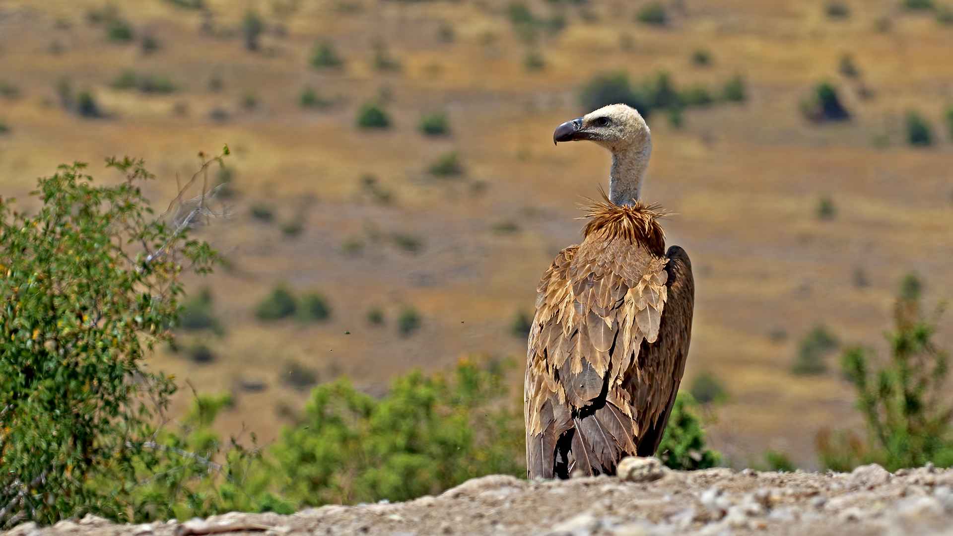Kızıl akbaba