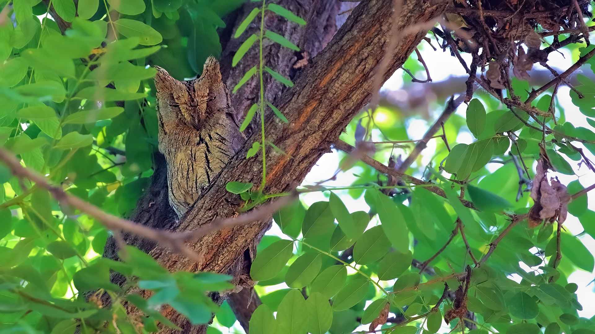 Pallid Scops-Owl