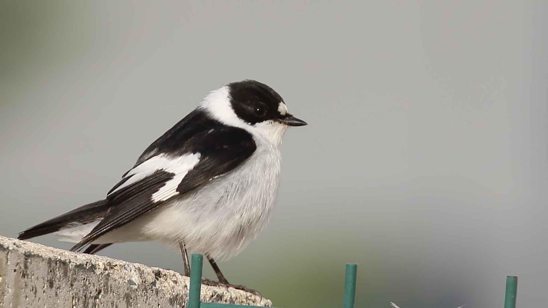 Collared Flycatcher