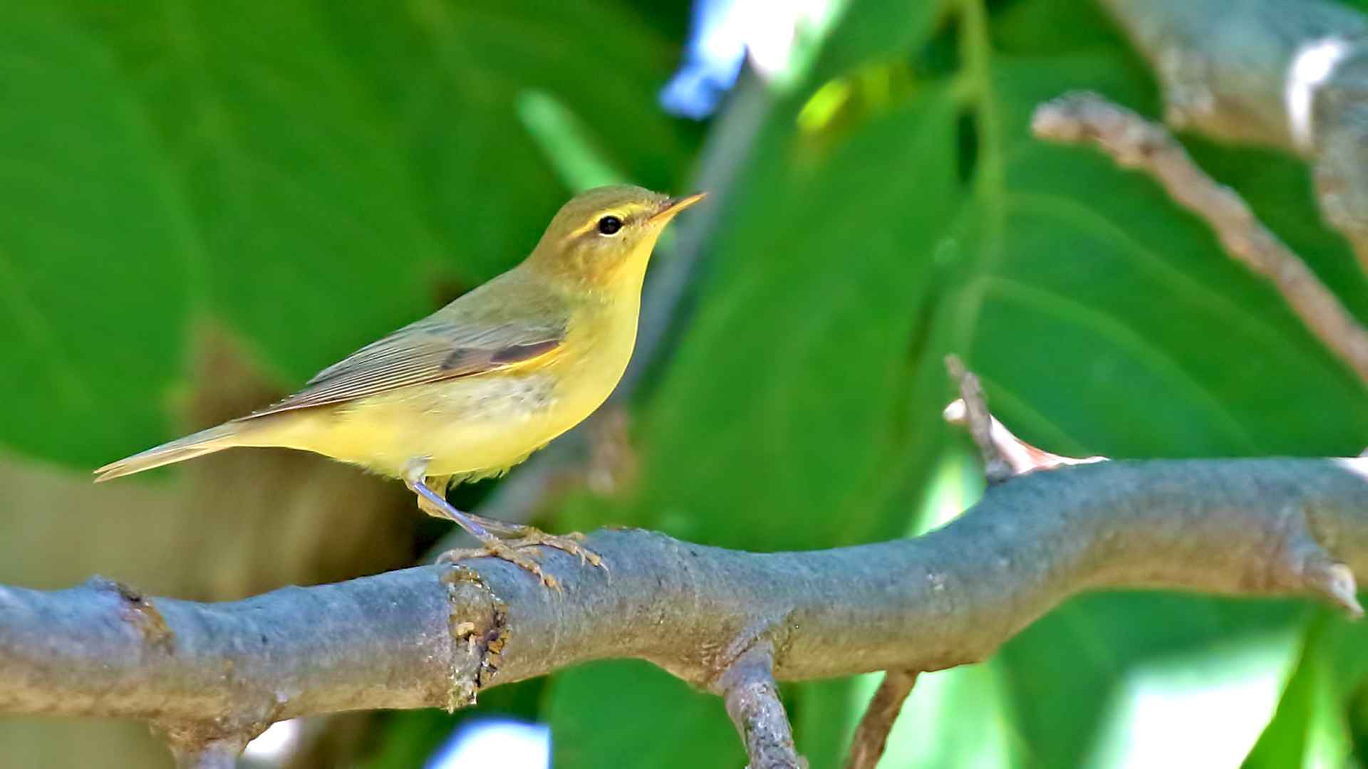 Willow Warbler
