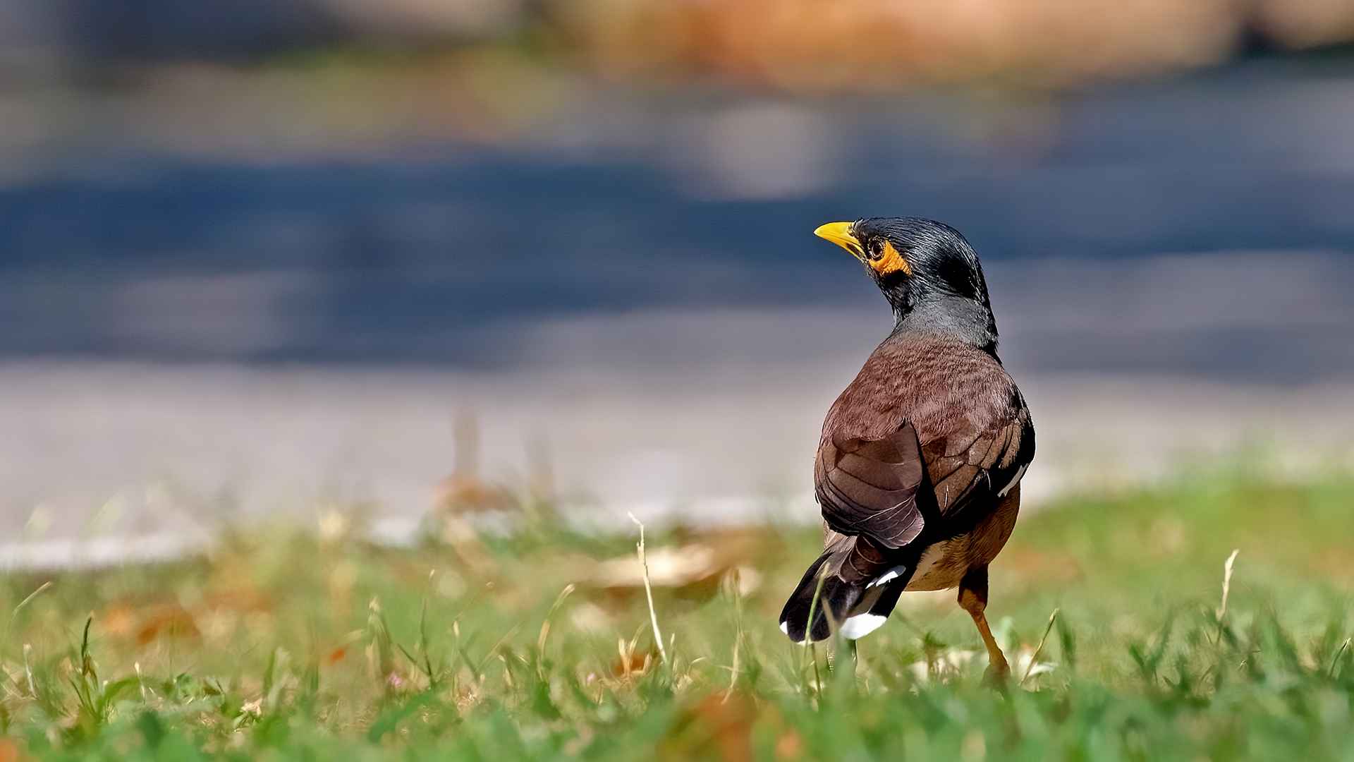 Çiğdeci