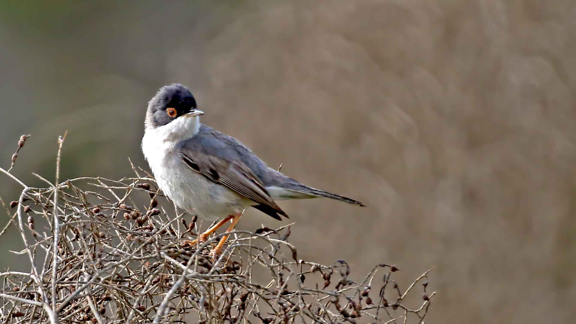 Menetries's Warbler