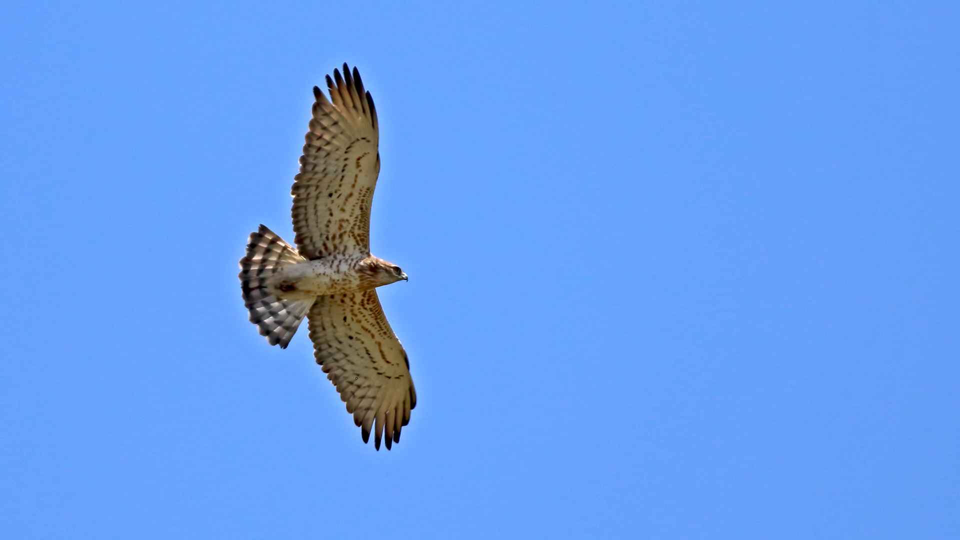 Short-toed Snake-Eagle