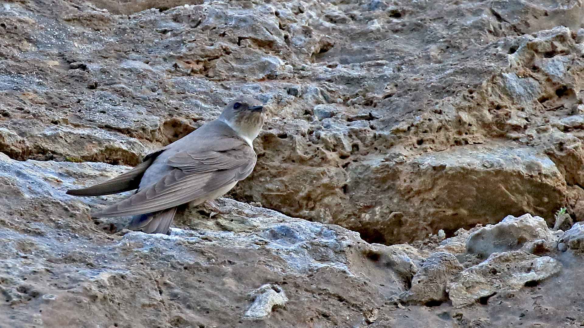 Kaya kırlangıcı