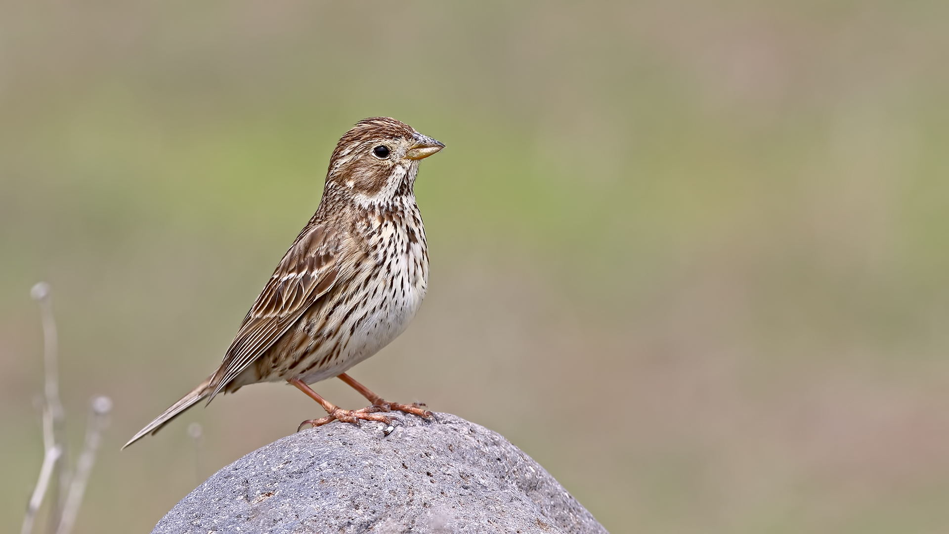 Corn Bunting