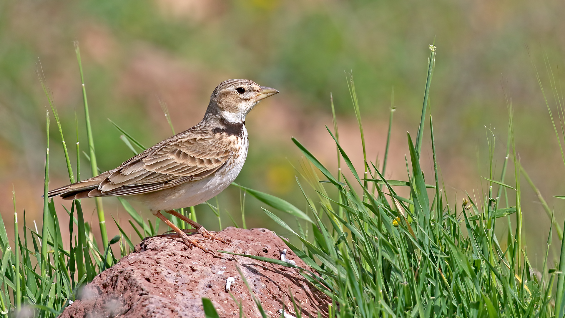 Calandra Lark