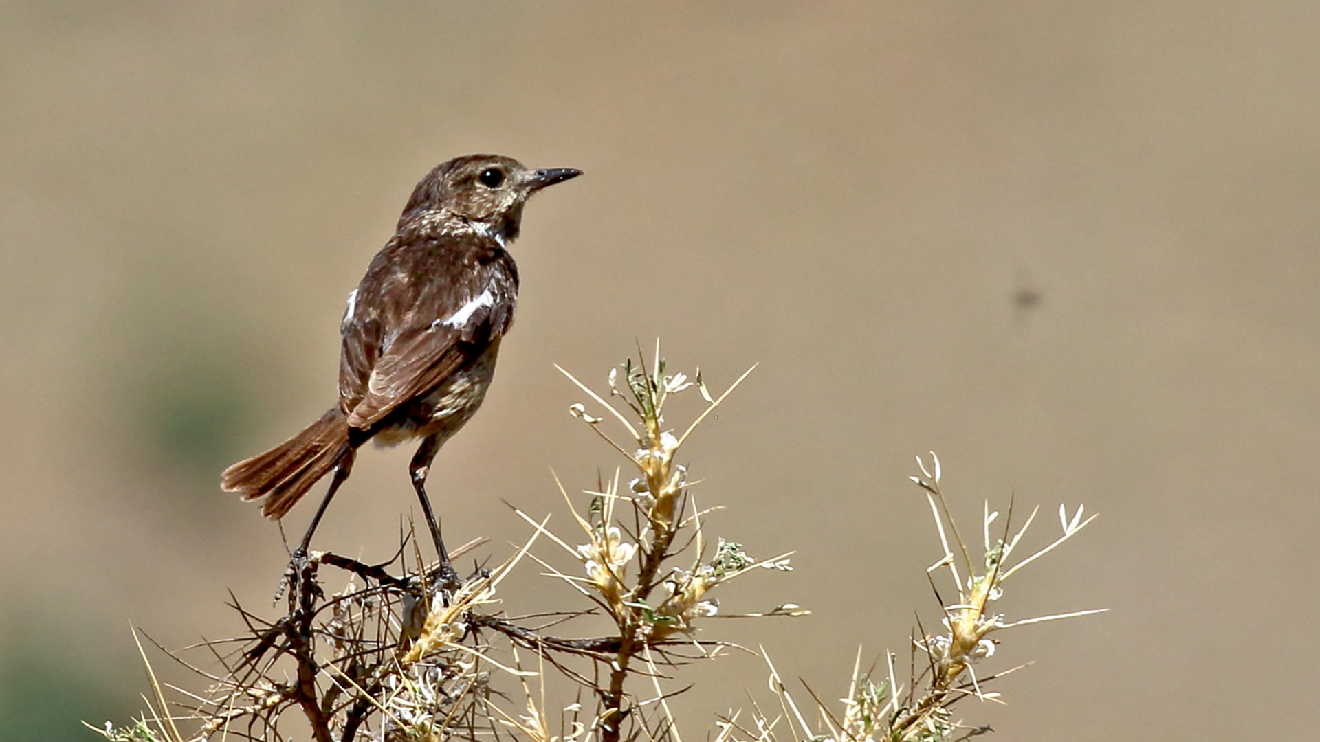 European Stonechat