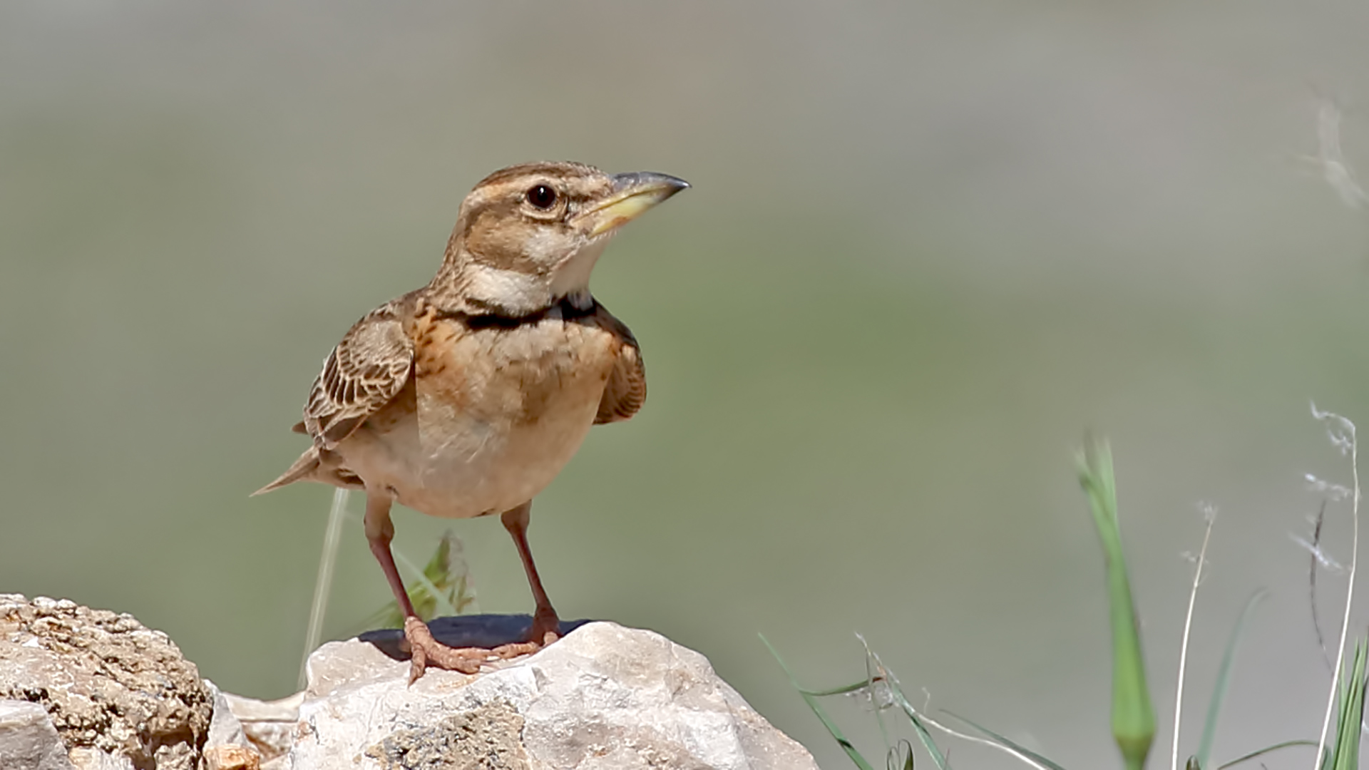 Bimaculated Lark