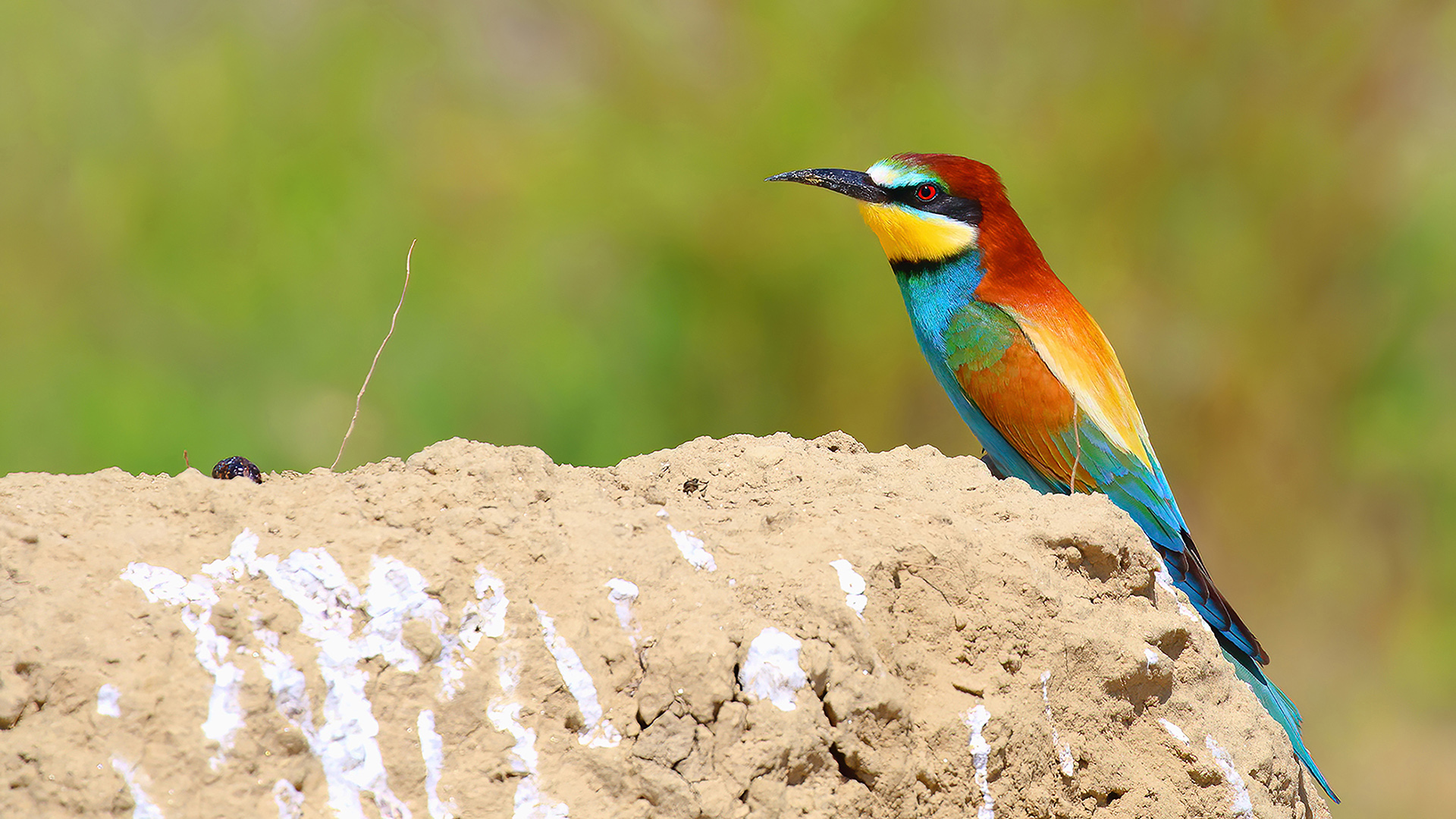 European Bee-eater