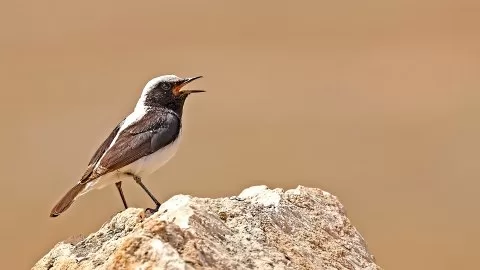 Aksırtlı kuyrukkakan