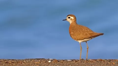 Doğu cılıbıtı