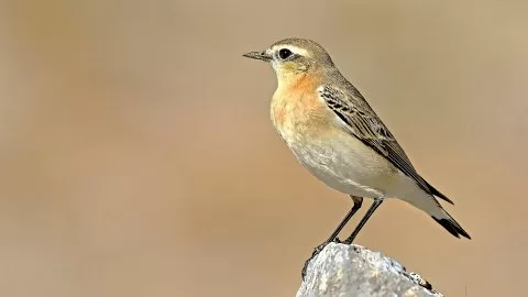 Kuyrukkakan