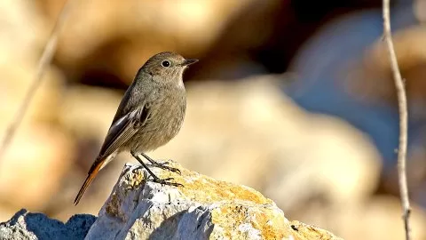 Kara kızılkuyruk