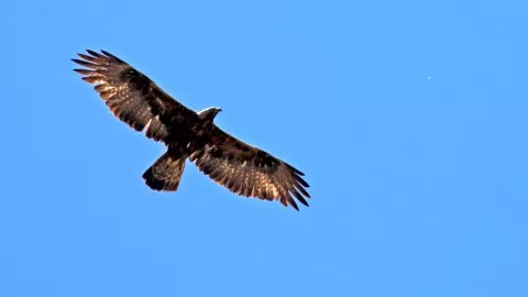 Kaya kartalı
