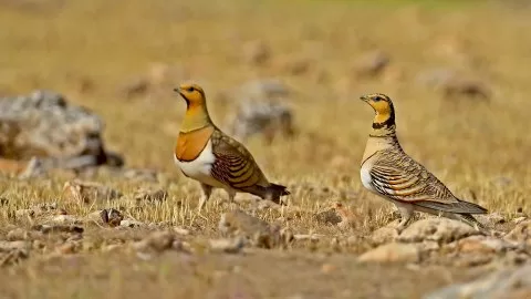 Kılkuyruk bağırtlak