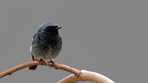 Kara kızılkuyruk