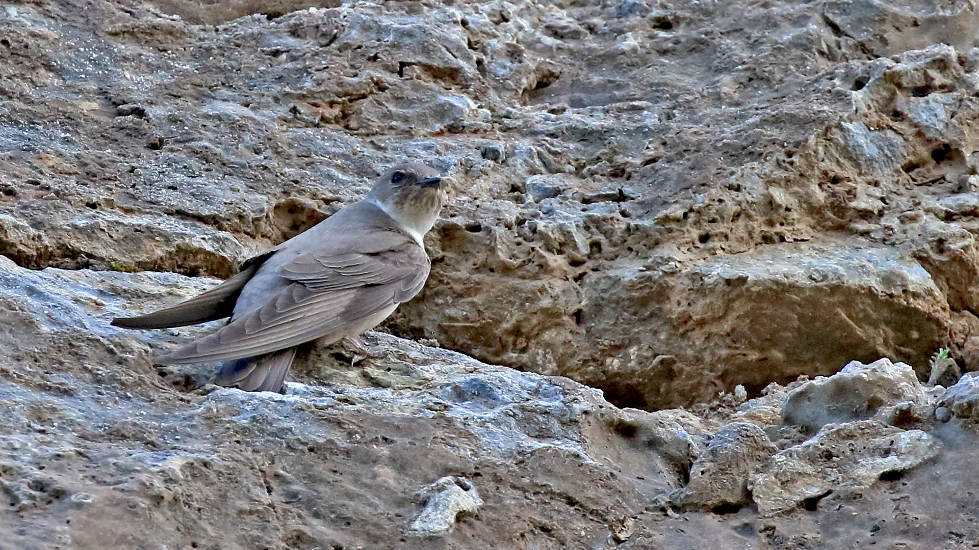 Eurasian Crag-Martin