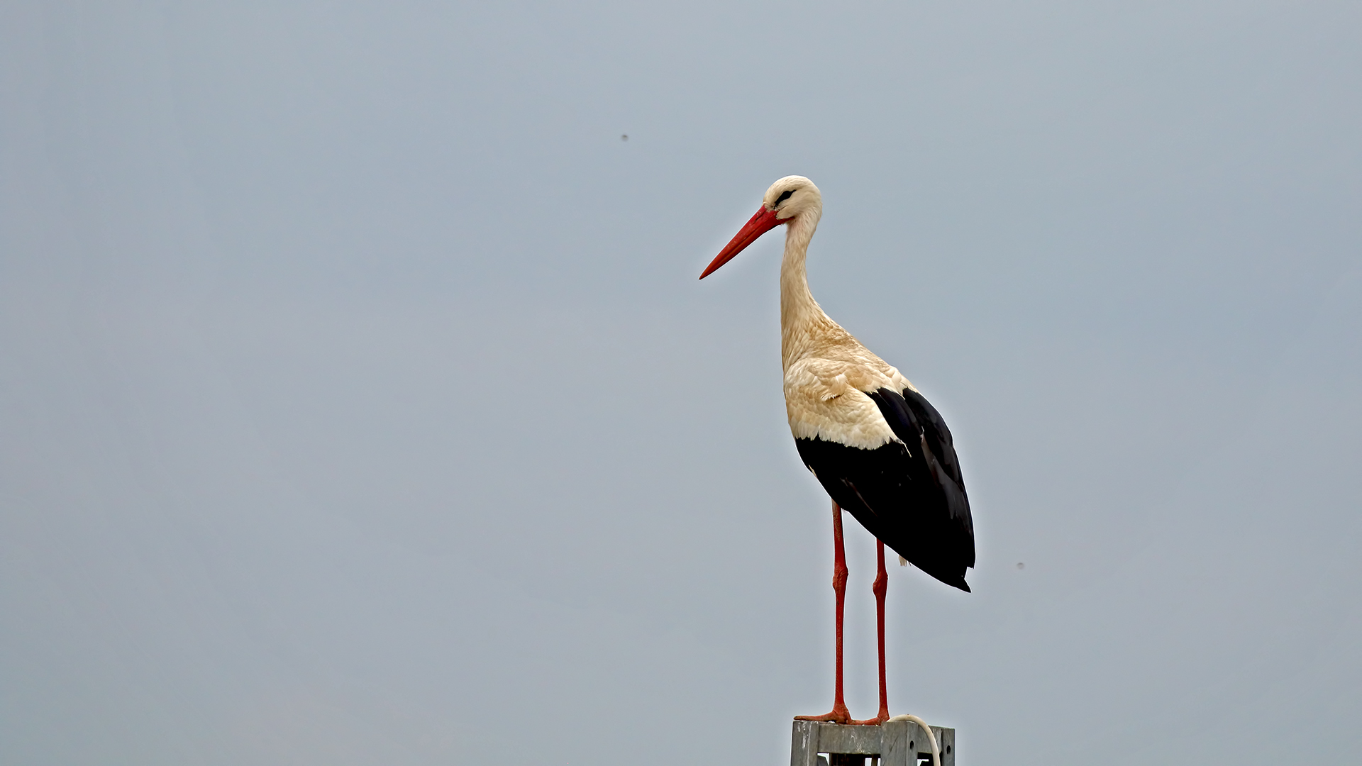 White Stork