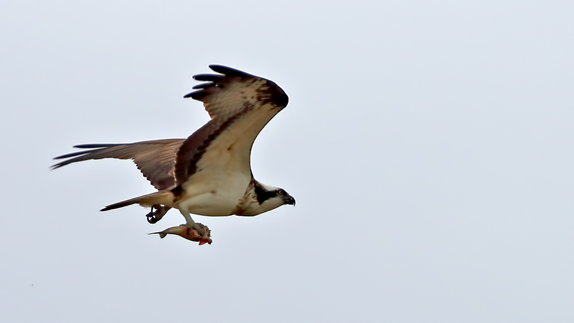 Osprey