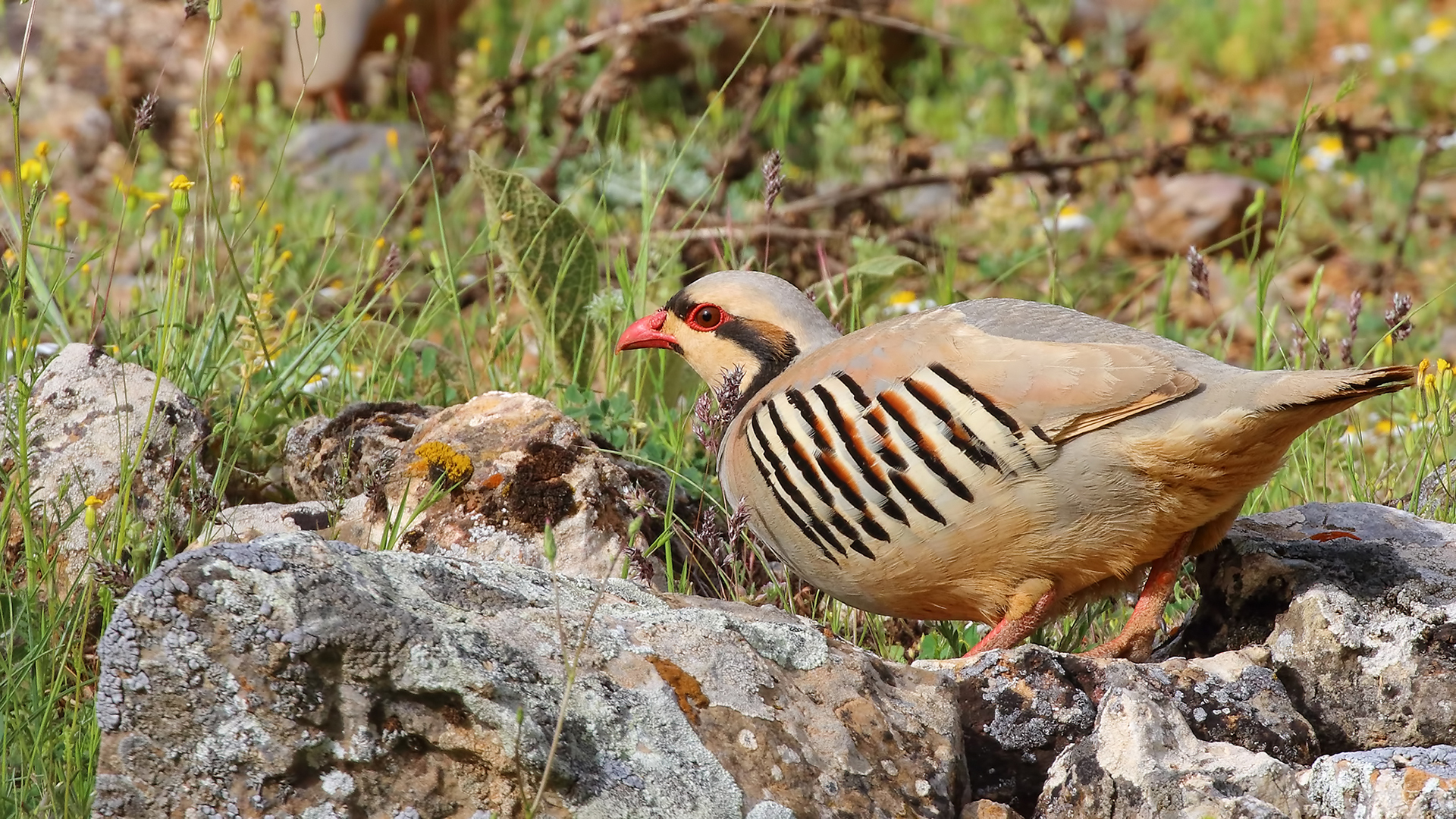 Chukar