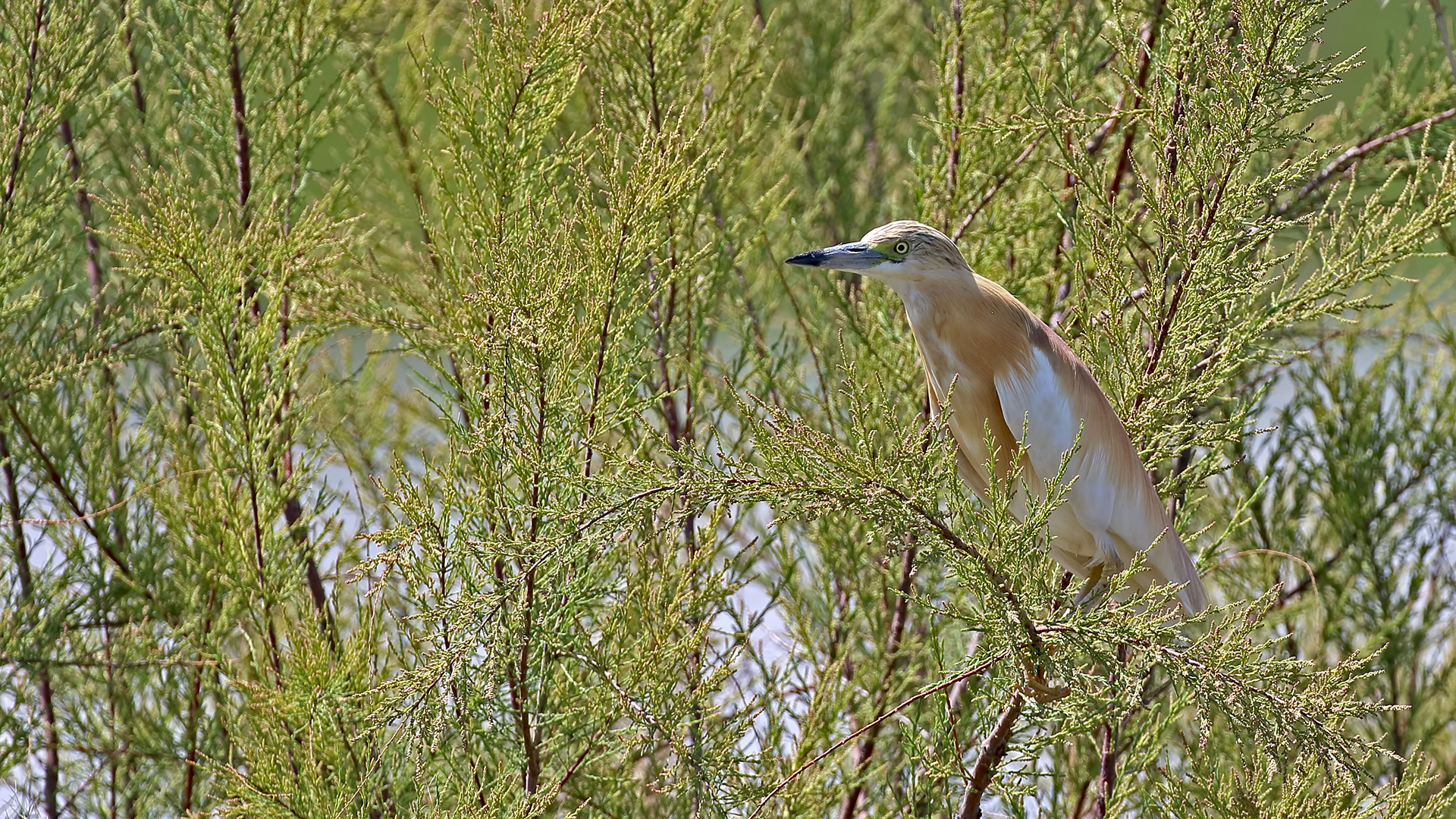 Squacco Heron