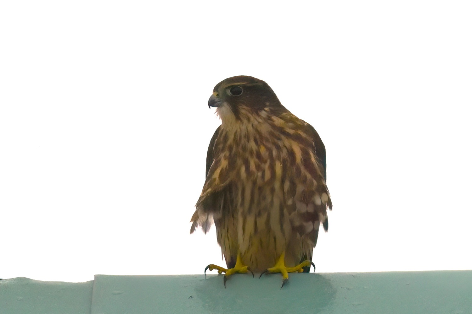 Merlin